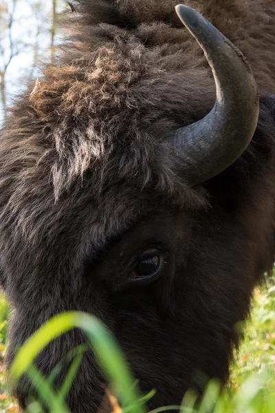 Aurochs — Stock fotografie