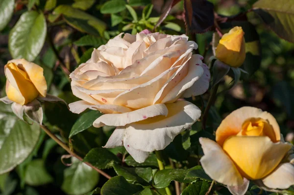 Rose a botanikus kertben Stock Kép