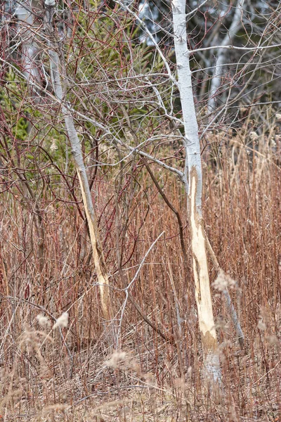 Large Buck Rubs Two Different Trees Early Winter — Stock Photo, Image