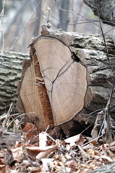 Árbol Recién Cortado Yace Suelo Del Bosque — Foto de Stock