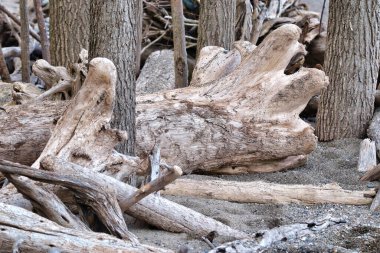 Güçlü dalgalar büyük ağaç parçalarını ormanın derinliklerine sürükledi.