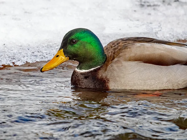 Mallard Duck Anas Platyrhynchos Masculino Nadando Rio Inverno — Fotografia de Stock