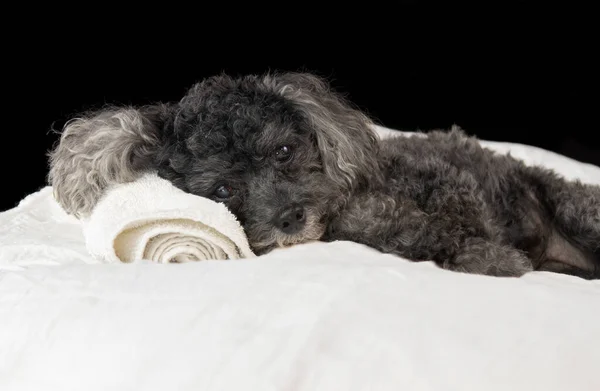 Een Kleine Poedel Geniet Van Haar Tijd Een Hondenkuuroord — Stockfoto