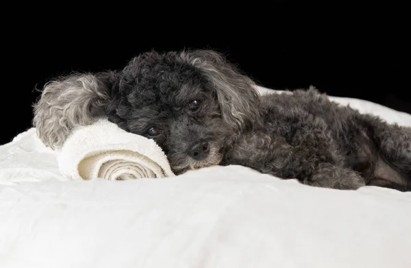 Küçük Bir Kaniş Köpek Kaplıcasında Eğleniyor — Stok fotoğraf