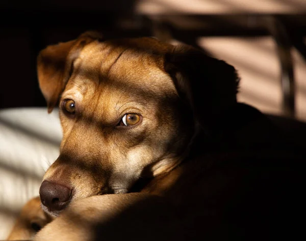Bir Kurtarma Köpeği Panjurların Arasından Yumuşak Bir Işıkla Yatakta Dinleniyor — Stok fotoğraf