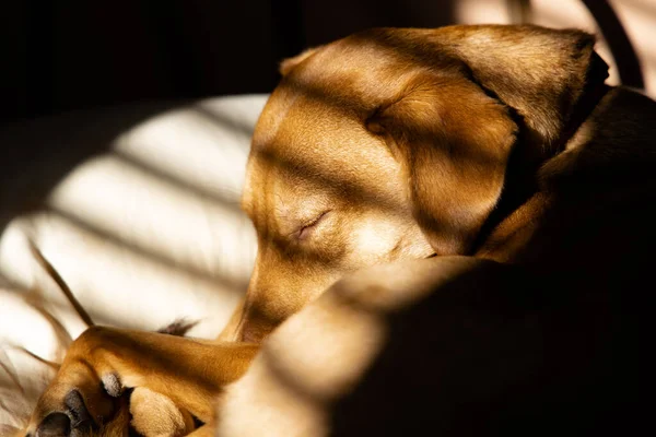 Bir Köpek Sönük Işıkta Bir Yatakta Mutlu Bir Şekilde Uyur — Stok fotoğraf