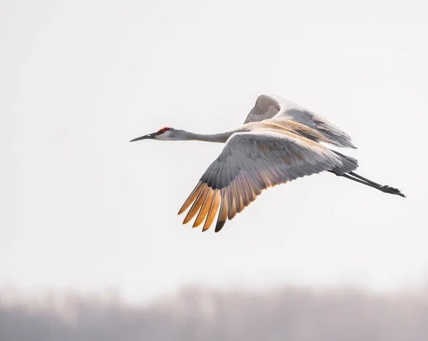 Sandhill Crane Flying Marsh Land Stock Image