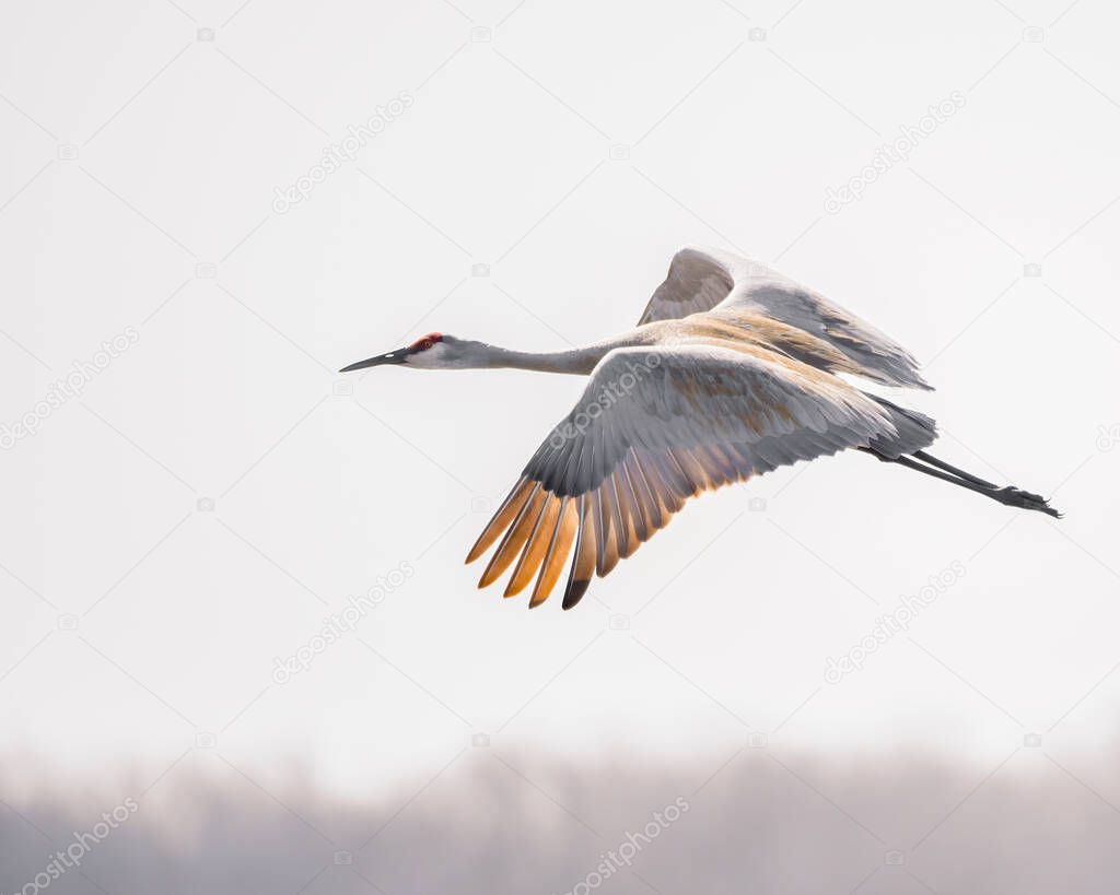 A sandhill crane flying over a marsh land