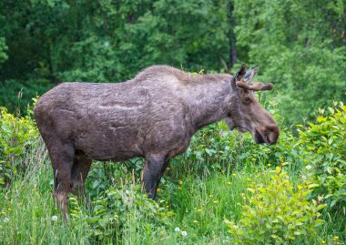 Alaska Anchorage yakınlarındaki Bull Moose sivrisineklerle çevrili.