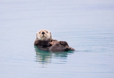 Seward Alaska yakınlarında suda yüzen su samuru.
