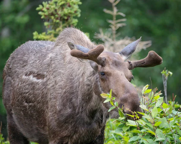 Moose Cerca Anchorage Alaska Rodeado Mosquitos — Foto de Stock