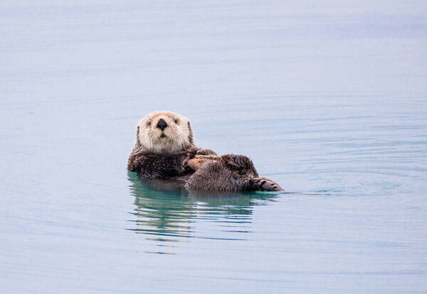 Sea Otter floating in the water near Seward Alaska
