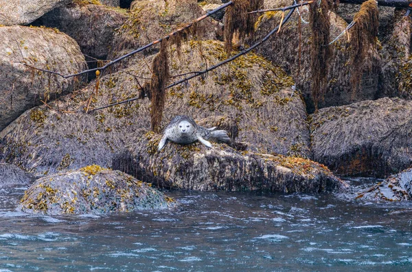 セワード アラスカ沖の岩の上に封印する — ストック写真