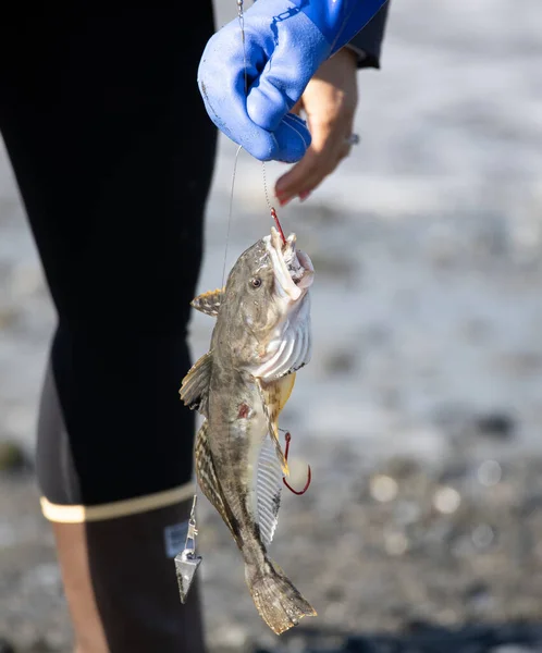 Homer Alaska Kıyılarında Morina Balığı Yakalandı — Stok fotoğraf