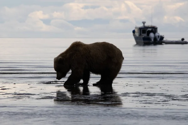 Silhueta Caça Urso Marrom Costeiro Grande Para Amêijoas Nos Planos — Fotografia de Stock