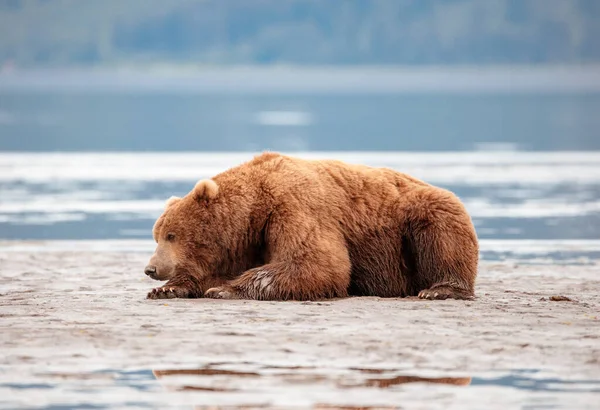 泥の上の大きな海岸の茶色のクマの休息フラット — ストック写真