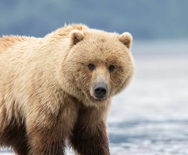 アラスカの熊のクローズアップ — ストック写真