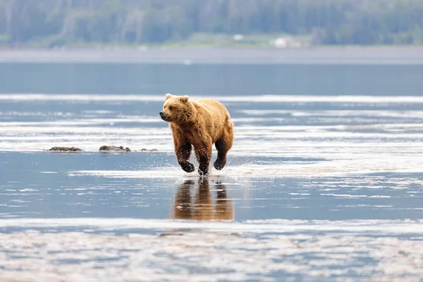 泥の上を走る若い海岸の茶色のクマフラット ストック写真