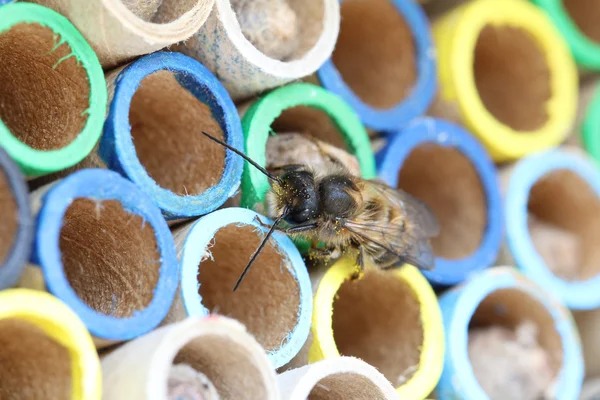 Hornface Bee Mason (Osmia Cornifrons) zbliżenie Obrazy Stockowe bez tantiem