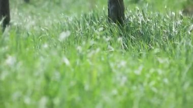 Rüzgarda sallanan yeşil çimenler Odak kaymasıyla dalgalar halinde