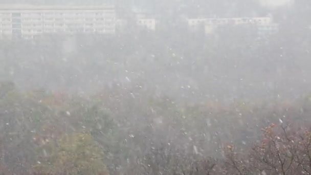 城市里有建筑物和树木的降雪景观 — 图库视频影像