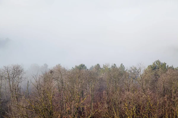 コピースペースの木の上のビューで霧 — ストック写真