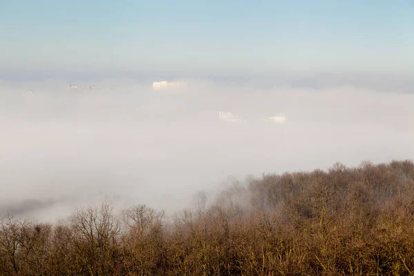 霧の中に高層ビルの屋根を持つ木の上 — ストック写真