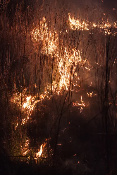 Noche de cañas ardientes — Foto de Stock