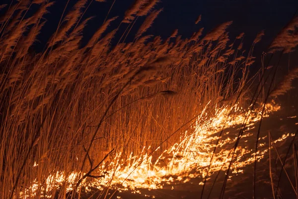 Roseaux brûlants nuit — Photo