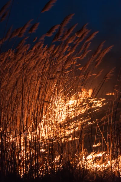 Hořící rákosí v noci — Stock fotografie