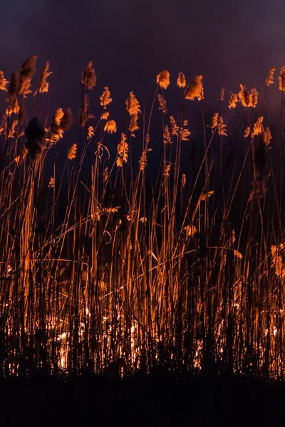 Wypalanie trzcin noc — Zdjęcie stockowe