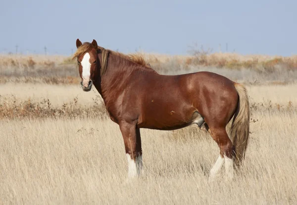 Steppe horse — Stock Photo, Image