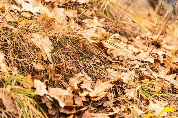 Sonbahar yaprakları ve çimenler