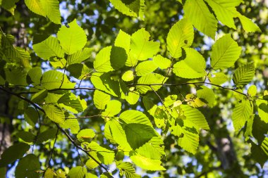 Ağacın yaprakları