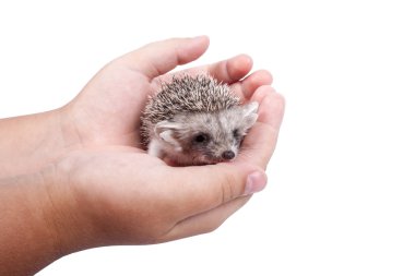 Elinde küçük kirpi