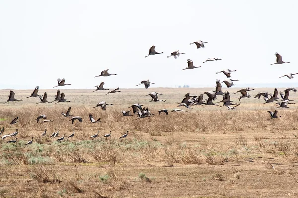 A flock of cranes — Stock Photo, Image