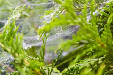 Yağmur damlaları bir örümcek ağı tarih