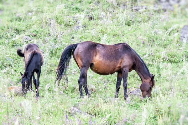 Gravid hest med føll – stockfoto