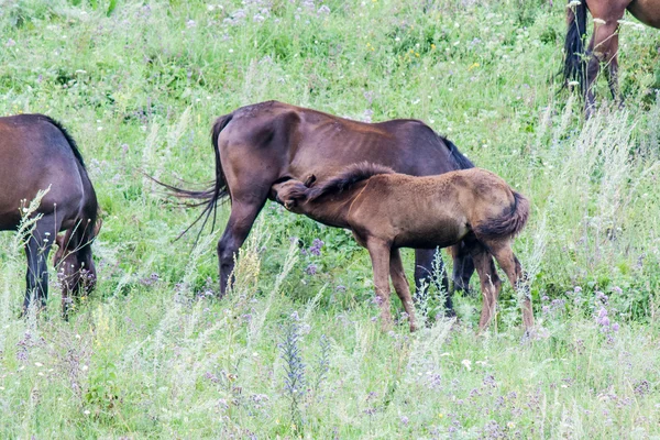 Pregnant horse with foal — Stock Photo, Image