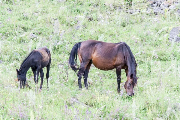 Gravid hest med føl - Stock-foto