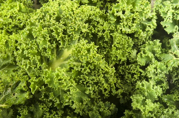 Freshly harvested organic curly kale — Stock Photo, Image
