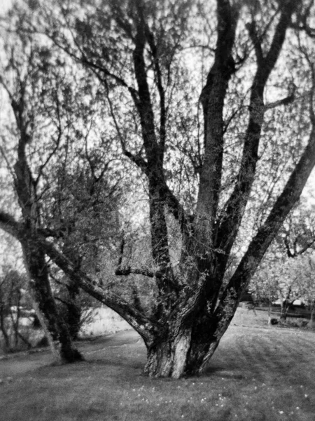 나뭇잎 그루의 사진은 아날로그 카메라로 찍었습니다 — 스톡 사진