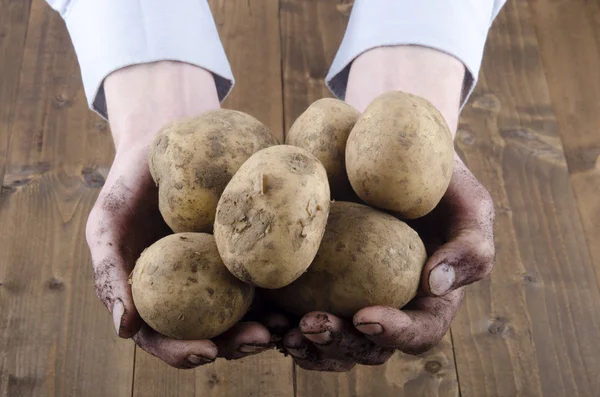 Vuile aardappelen worden gehouden in handen — Stockfoto