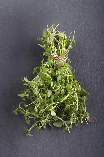 Bunch of fresh thyme on slate — Stock Photo, Image