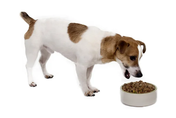 Jonge mannelijke jack russell eet gemengd droog hondenvoer uit een kom — Stockfoto