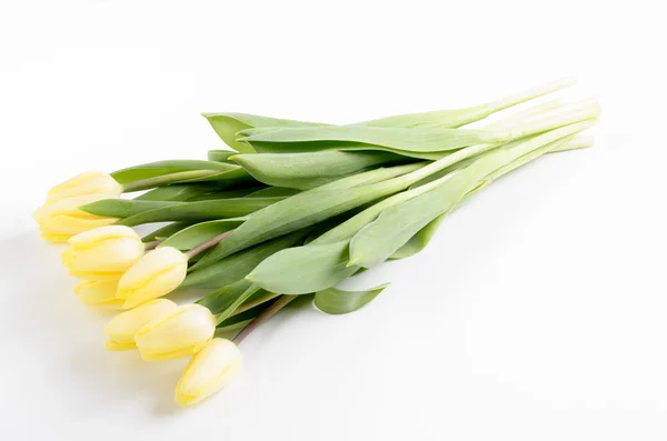 Fresh bright yellow tulips on a light background — Stock Photo, Image