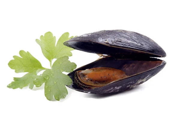 One open mussel and coriander — Stock Photo, Image