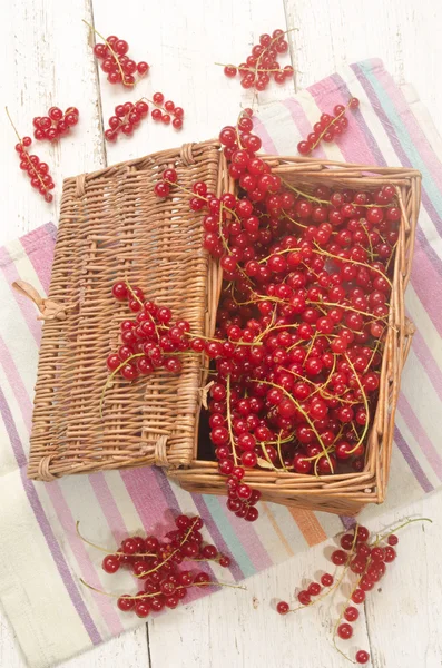 Freshly harvested redcurrants in a basket — Stock Photo, Image