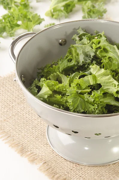 Fresh curly kale in a colander — Stock Photo, Image