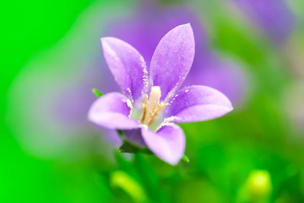 Beautiful softly Bluebell close-up with green background — Stock Photo, Image